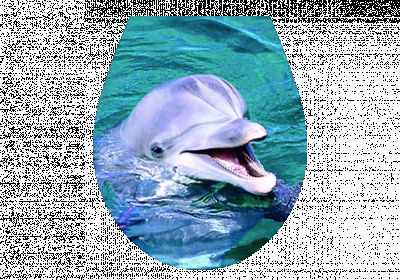Naklejka na deskę sedesową 3 D Delfin TYCNER