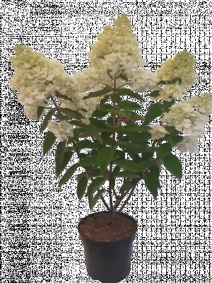 Hydrangea paniculata mix ŁAZUCCY