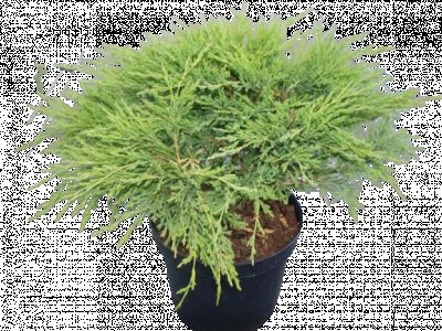 Jałowiec płożący Juniperus horizontalis ŁAZUCCY