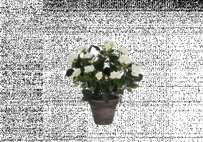 Róża biała w ceramicznej doniczce 11,5 cm - 33x25 cm DIRECT HG
