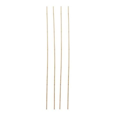 Tyczka bambusowa Verve 240 cm