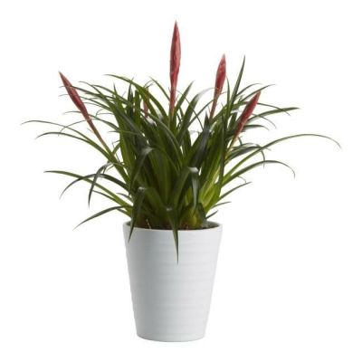 Bromelia frizea GoodHome 12 cm