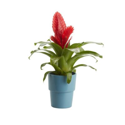 Bromelia GoodHome 9 cm