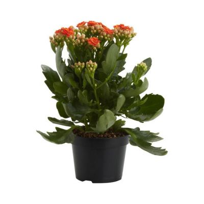 Kalanchoe GoodHome 12 cm