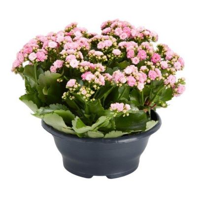 Kalanchoe GoodHome 23 cm