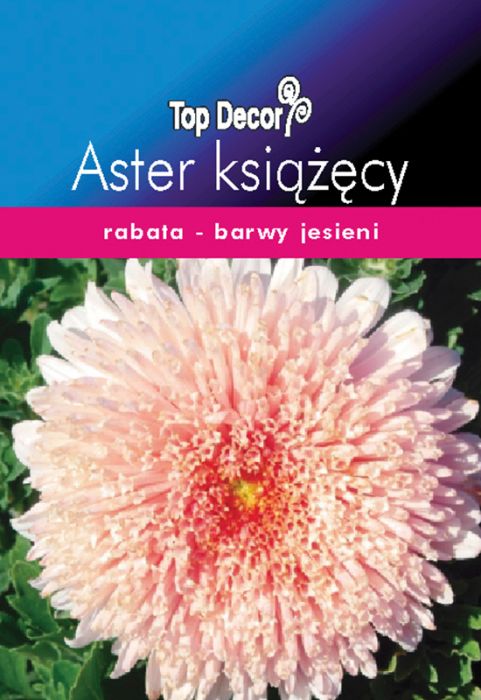 Aster książęcy TOP DECOR