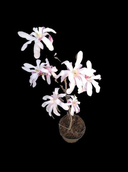 Magnolia Loebnera Leonard Messel ŁAZUCCY