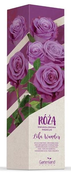 Róża dwukolorowa wielkokwiatowa Lila Wunder GARTENLAND