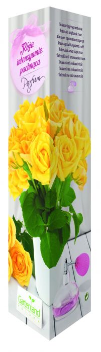 Róża pachnąca żółta GARTENLAND