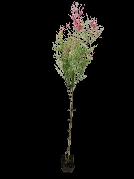 Tamaryszek drobnokwiatowy Tamarix parviflora C3/80-100 cm ŁAZUCCY