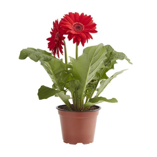 Gerbera GoodHome 12 cm