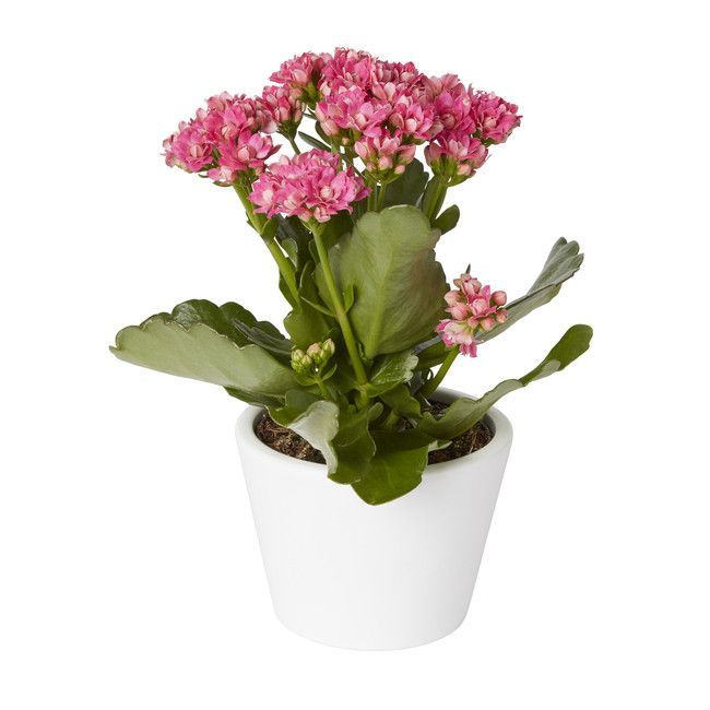 Kalanchoe GoodHome 10,5 cm